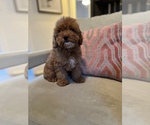 Small Photo #8 Cavapoo Puppy For Sale in LAS VEGAS, NV, USA