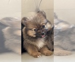 Small #2 Pomeranian