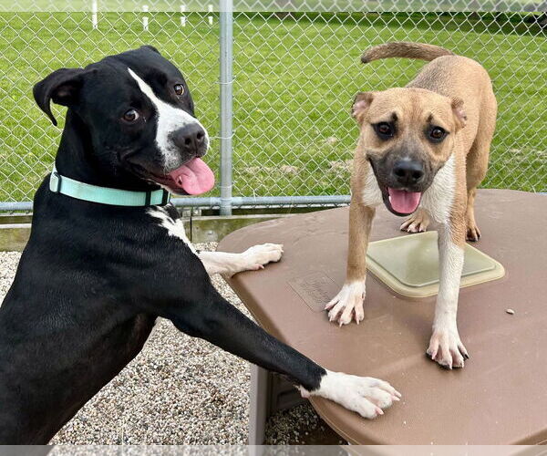 Medium Photo #4 American Pit Bull Terrier-Unknown Mix Puppy For Sale in Jefferson, WI, USA
