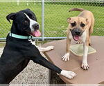 Small #3 American Pit Bull Terrier Mix
