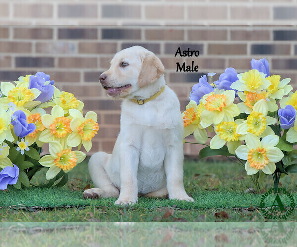 Medium Photo #11 Labrador Retriever Puppy For Sale in BRIDGEWATER, VA, USA