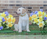 Small Photo #11 Labrador Retriever Puppy For Sale in BRIDGEWATER, VA, USA