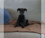 Small #3 Labrador Retriever Mix