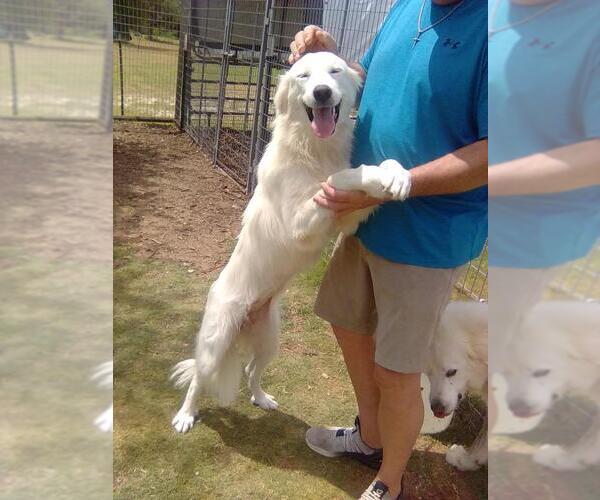 Medium Photo #2 Great Pyrenees Puppy For Sale in Spring, TX, USA