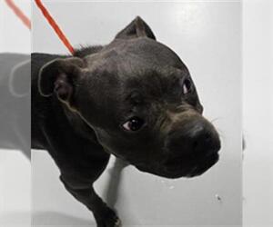 American Pit Bull Terrier-Unknown Mix Dogs for adoption in Temple, TX, USA