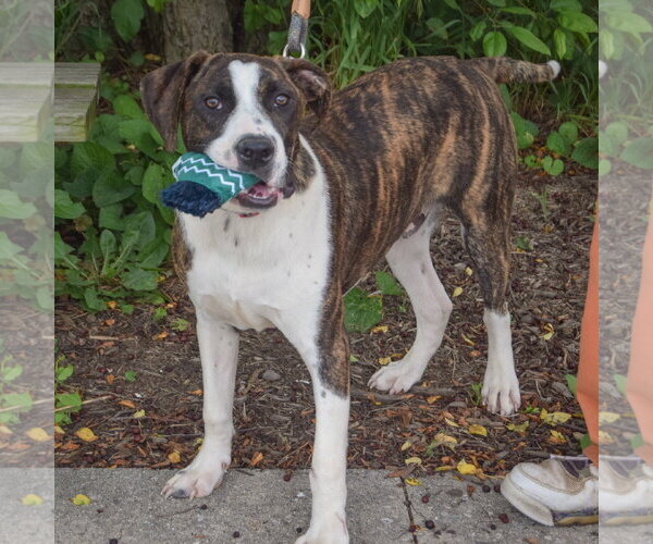 Medium Photo #7 American Staffordshire Terrier-Boxer Mix Puppy For Sale in Huntley, IL, USA
