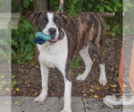 Small #6 American Staffordshire Terrier-Boxer Mix