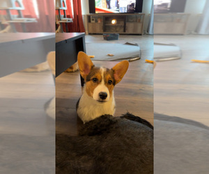 Pembroke Welsh Corgi Puppy for sale in LAFAYETTE, LA, USA
