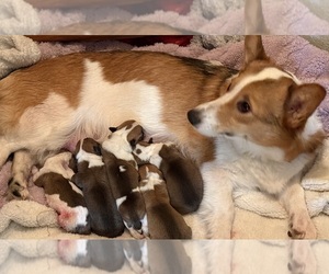Pembroke Welsh Corgi Puppy for sale in PAHRUMP, NV, USA