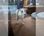 Small #1 Mutt