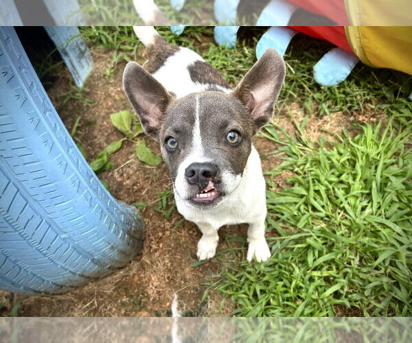 Medium Photo #2 Mutt Puppy For Sale in Mooresville, NC, USA