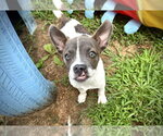 Small #1 Mutt