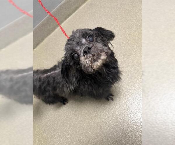 Medium Photo #1 Maltese-Unknown Mix Puppy For Sale in Las Vegas, NV, USA