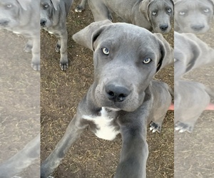Cane Corso-Irish Mastiff Mix Puppy for sale in MESA, AZ, USA