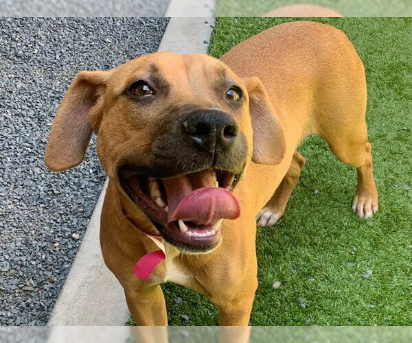 Medium Photo #1 Mastiff-Unknown Mix Puppy For Sale in Moreno Valley, CA, USA