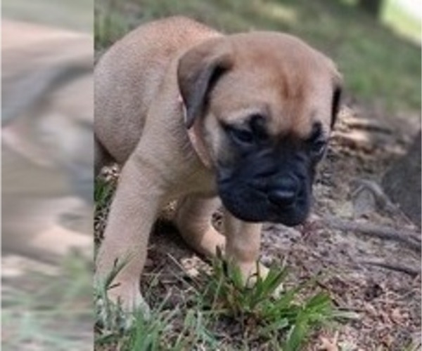 Medium Photo #11 Bullmastiff Puppy For Sale in CAMDEN, TN, USA