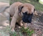 Small #10 Bullmastiff