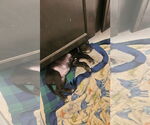 Small #2 Labrador Retriever Mix