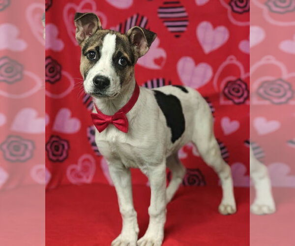 Medium Photo #3 Mutt Puppy For Sale in Talladega, AL, USA