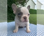 Small #2 French Bulldog