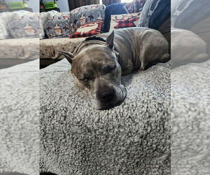 Luca  (2024) - Female American Staffordshire Terrier-Unknown Mix Dog for Adoption - Photo #2