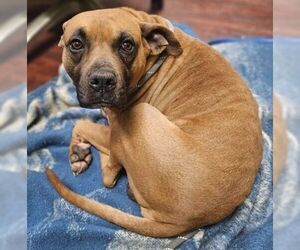 Boxer-Unknown Mix Dogs for adoption in Rockaway, NJ, USA