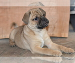 Puppy 1 Jug