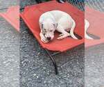 Small #2 Boxador