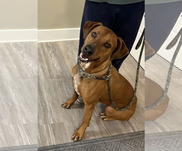 Medium Photo #3 Mutt Puppy For Sale in Emmett, ID, USA