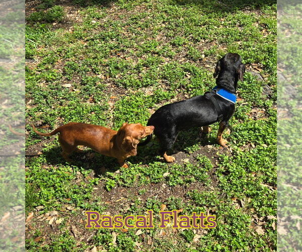 Medium Photo #11 Dachshund Puppy For Sale in San Antonio, TX, USA