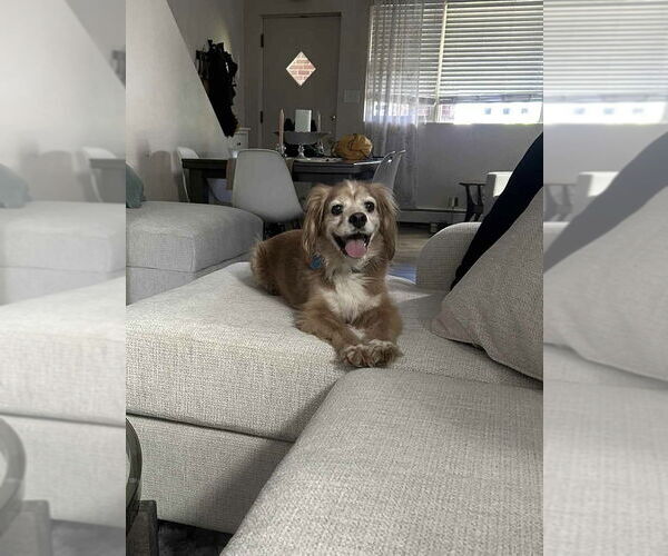 Medium Photo #3 Cavalier King Charles Spaniel Puppy For Sale in Springdale, PA, USA