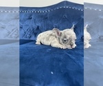 Small Photo #43 French Bulldog Puppy For Sale in BEVERLY HILLS, CA, USA