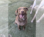 Small Photo #2 Mutt Puppy For Sale in Calhoun, GA, USA