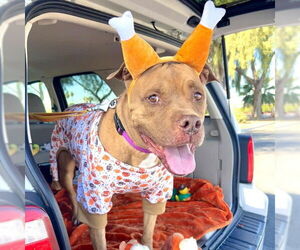 American Pit Bull Terrier-Unknown Mix Dogs for adoption in Las Vegas, NV, USA