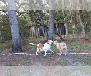 Maddie - Female Mutt Dog for Adoption - Photo #5