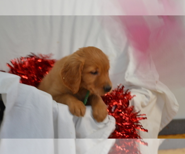 Medium Photo #3 Golden Retriever Puppy For Sale in GREENWOOD, WI, USA