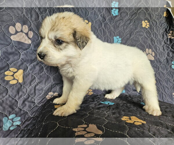 Medium Photo #4 Great Pyrenees Puppy For Sale in Croydon, NH, USA