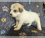 Small #3 Great Pyrenees