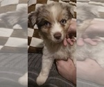 Puppy Male 2 Australian Shepherd