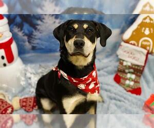 German Shepherd Dog-Unknown Mix Dogs for adoption in Placerville, CA, USA