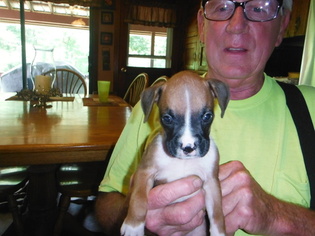 Boxer Puppy for sale in BLUE CREEK, OH, USA