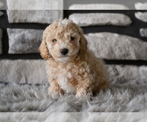 Poodle (Toy) Puppy for sale in MILLERSBURG, OH, USA