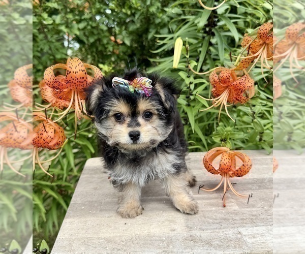 Medium Photo #7 Morkie Puppy For Sale in CASSVILLE, MO, USA