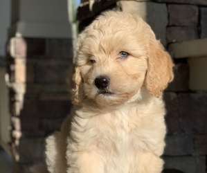 Double Doodle Puppy for sale in SAN ANTONIO, TX, USA