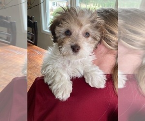 Havanese Puppy for Sale in ADA, Michigan USA