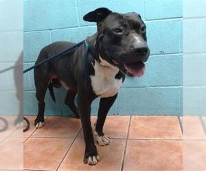 American Pit Bull Terrier Dogs for adoption in Downey, CA, USA