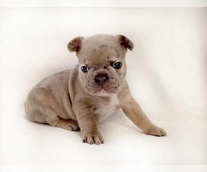 French Bulldog Puppy for Sale in HUDSON, Colorado USA