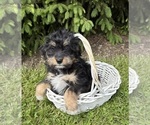 Small #3 Bernedoodle