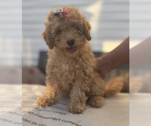 Goldendoodle (Miniature) Puppy for sale in MAZON, IL, USA