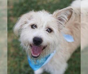 Mutt Dogs for adoption in San Antonio, TX, USA